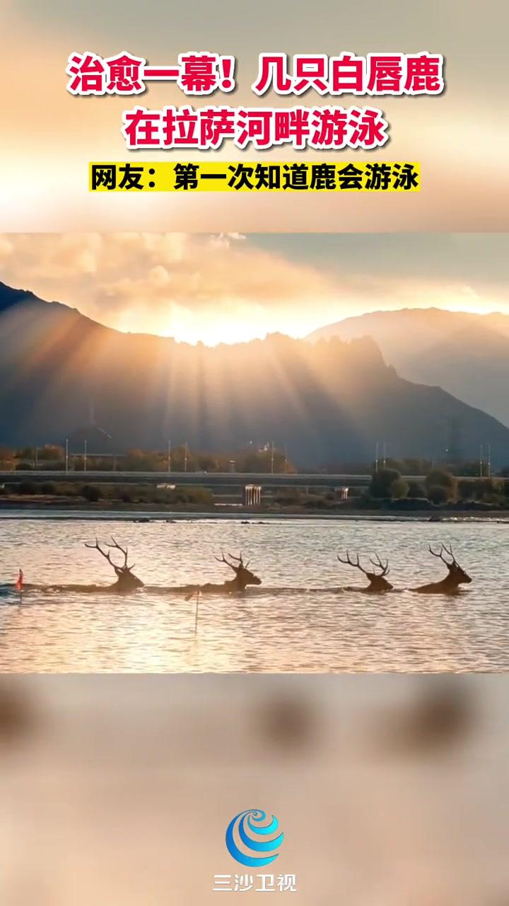 精彩一幕：全北现代比战平渲染道内的简单介绍